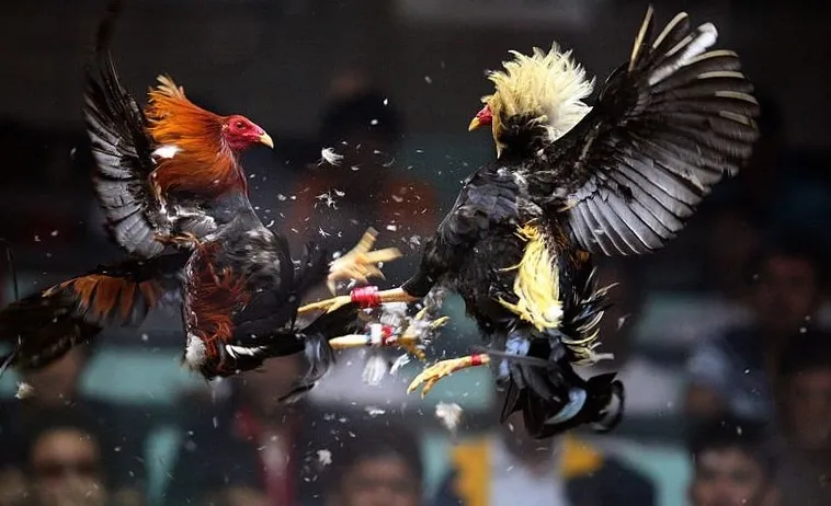 Bí Kíp Soi Kèo Cách Chơi Đá Gà Sabong Tại Tinycat99 1 Bí Kíp Soi Kèo Cách Chơi Đá Gà Sabong Tại Tinycat99