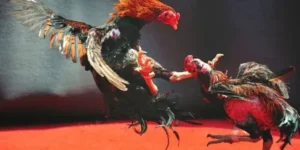 Hướng Dẫn Cách Chơi Đá Gà WS168 Tại Tinycat99 Chuẩn Nhất